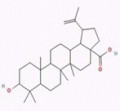 白桦脂酸