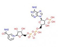 B-烟酰胺腺嘌呤二核苷磷酸盐