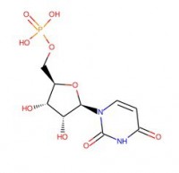 尿苷5-单磷酸
