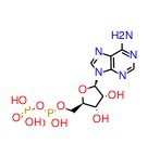 腺苷5'-二磷酸