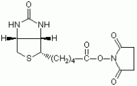 (+)-生物素-N-羟基琥珀酰亚胺酯