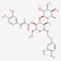 毛蕊花糖苷/类叶升麻苷/麦角甾苷