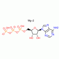ATP-Mg