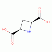 CIS-AZETIDINE-2,4-DICARBOXYLIC ACID NMDA  GLUTAMATE RECEPT