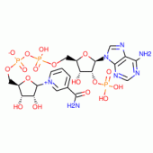 NAADP (NICOTINATE ADENINE DINUCLEOTIDE P HOSPHATE)
