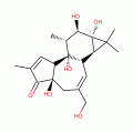 PHORBOL WHITE POWDER