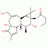PHORBOL 13-BUTYRATE
