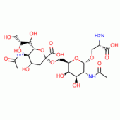 STn Epitope