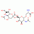 STn Epitope